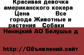 Красивая девочка американского кокера › Цена ­ 35 000 - Все города Животные и растения » Собаки   . Ненецкий АО,Белушье д.
